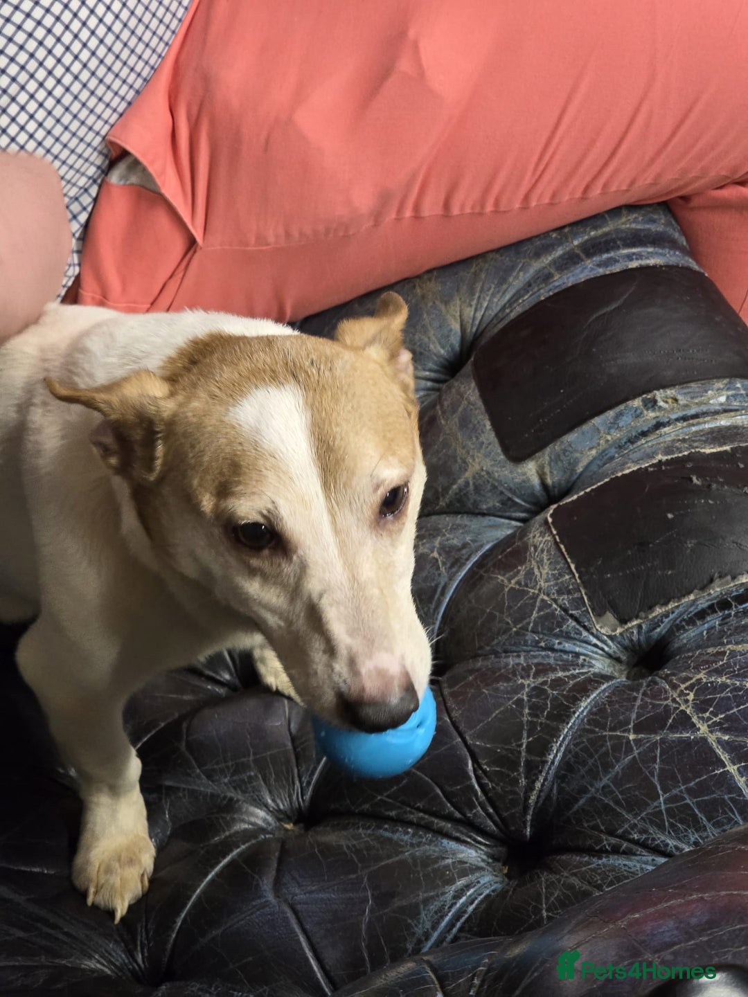 Jack Russell dogs for sale: 8 year old Jack Russell for sale - Image 11