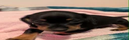 Miniature Dachshund dogs for sale: Miniature dachshund babies  - Advert 4