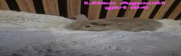 Mini Lion Lop rabbits for sale: Mini lion lops - Advert 10