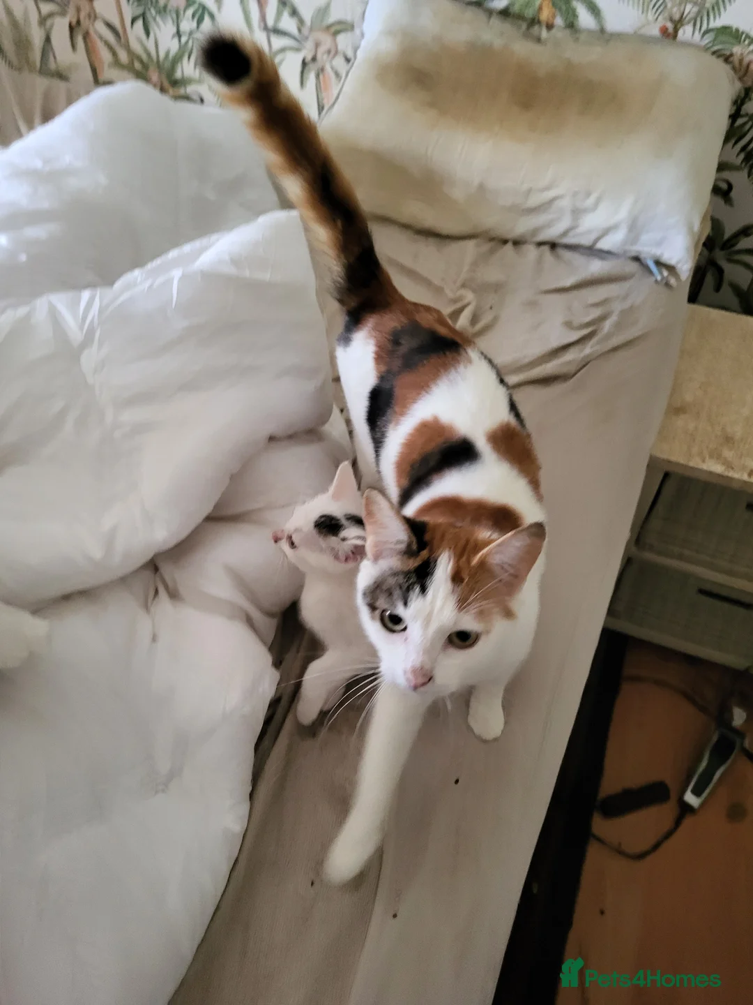 British Shorthair cats for sale: Lovely athletic boy in Shepperton - Advert 1