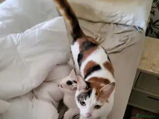 British Shorthair cats Lovely athletic boy - Advert 1