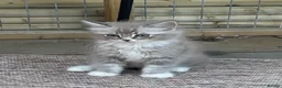 Ragdoll cats for sale: Mink & Sepia Ragdolls Cherubim TICA Pedigree  - Advert 15