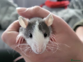 Rat rodents Mixed baby rats - Advert 1