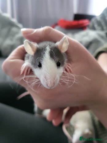 Rat rodents Mixed baby rats - Advert 1