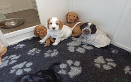 Cockapoo dogs for sale: Gorgeous cockapoo puppies F1B - Image 16