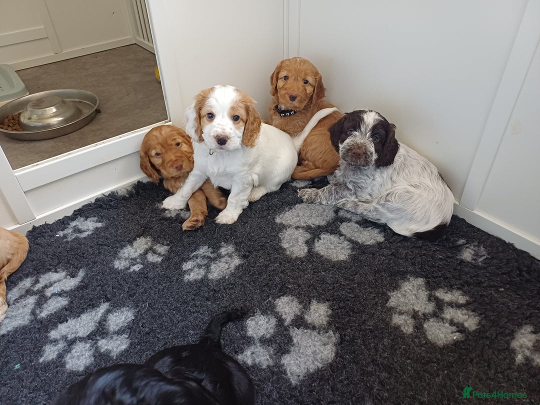 Cockapoo dogs for sale: Gorgeous cockapoo puppies F1B - Image 16
