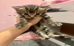 Mixed Breed cats for sale: 5 beautiful kittens for sale  - Image 10