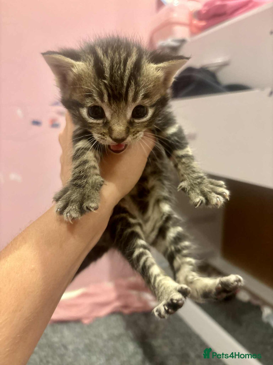 Mixed Breed cats for sale: 5 beautiful kittens for sale  - Image 10