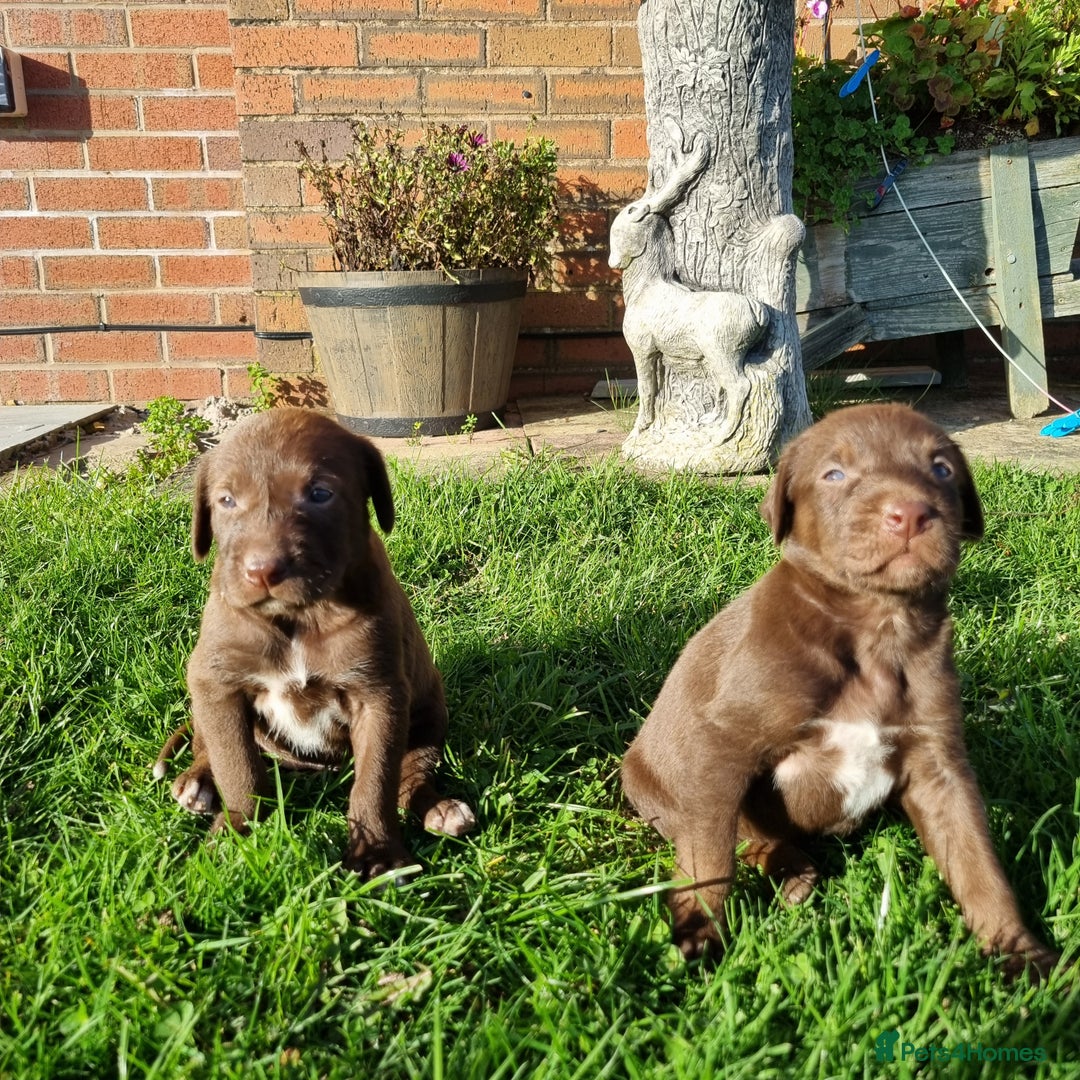 Mixed Breed dogs for sale: Collie cross rough haired Hungarian viszler  - Image 15