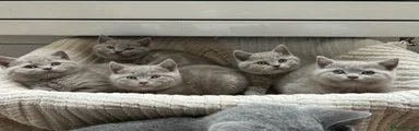 British Shorthair Kitten 2