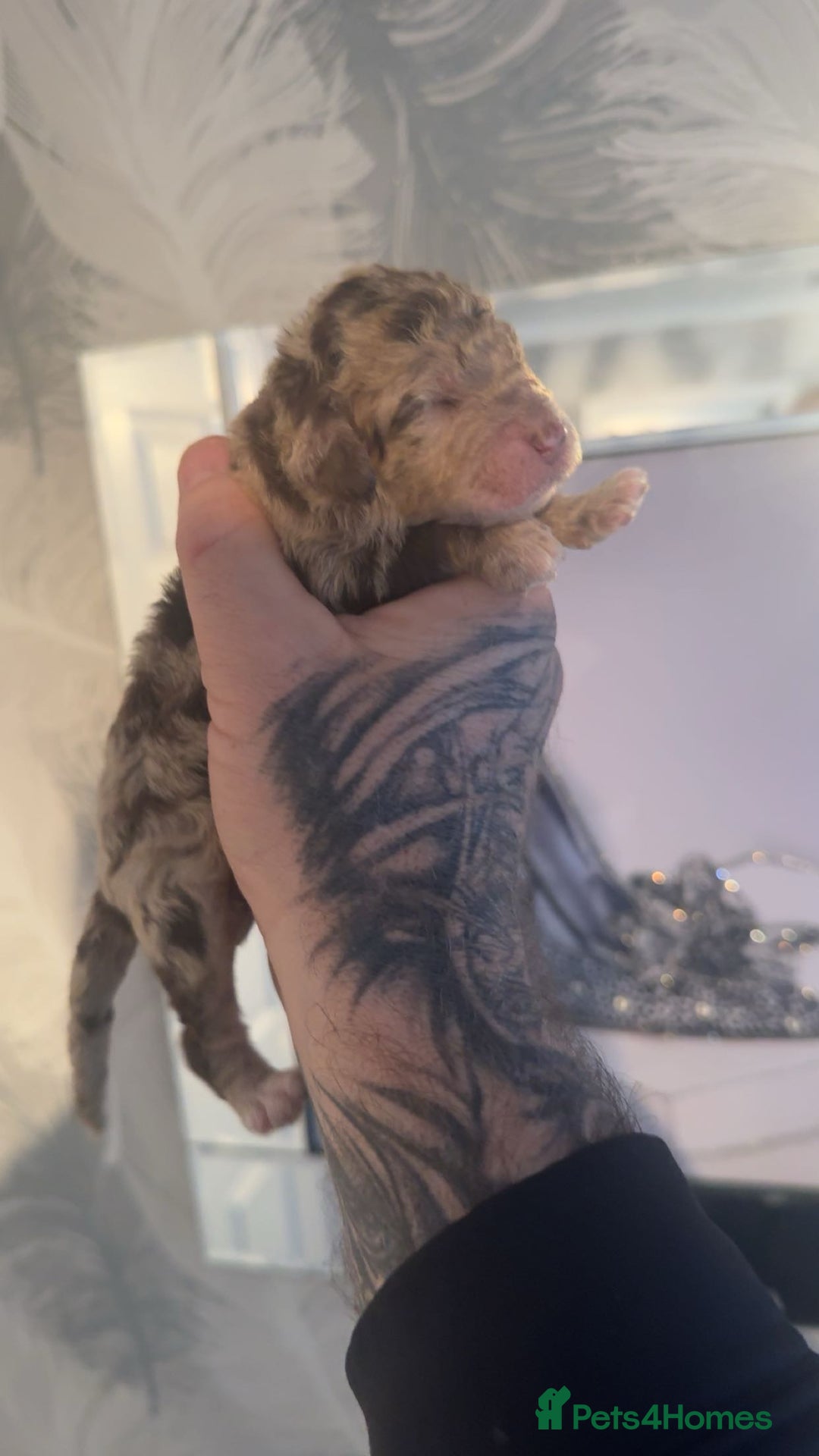 Cockapoo dogs for sale: Stunning F1b Merle cockapoos  - Advert 1