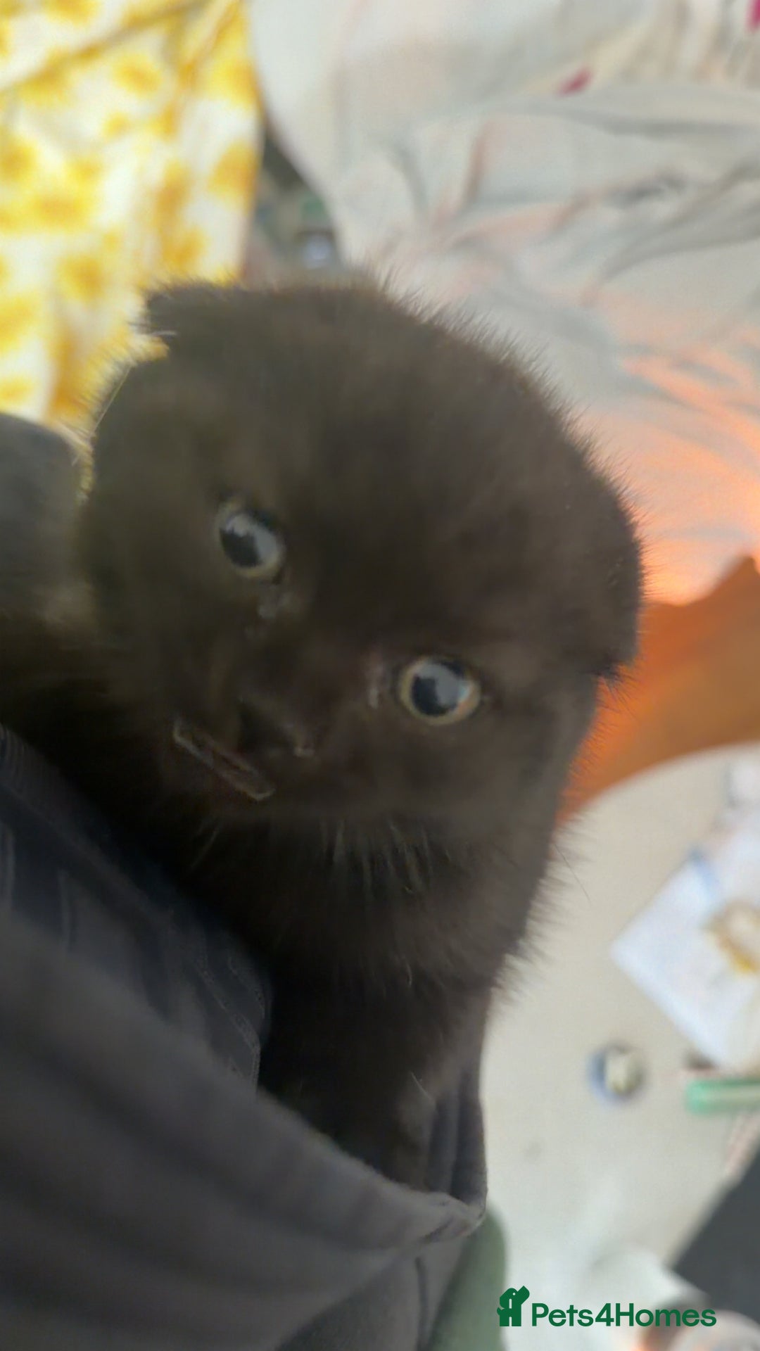 Scottish Fold cats for sale: Scottish fold beautiful kittens - Advert 10