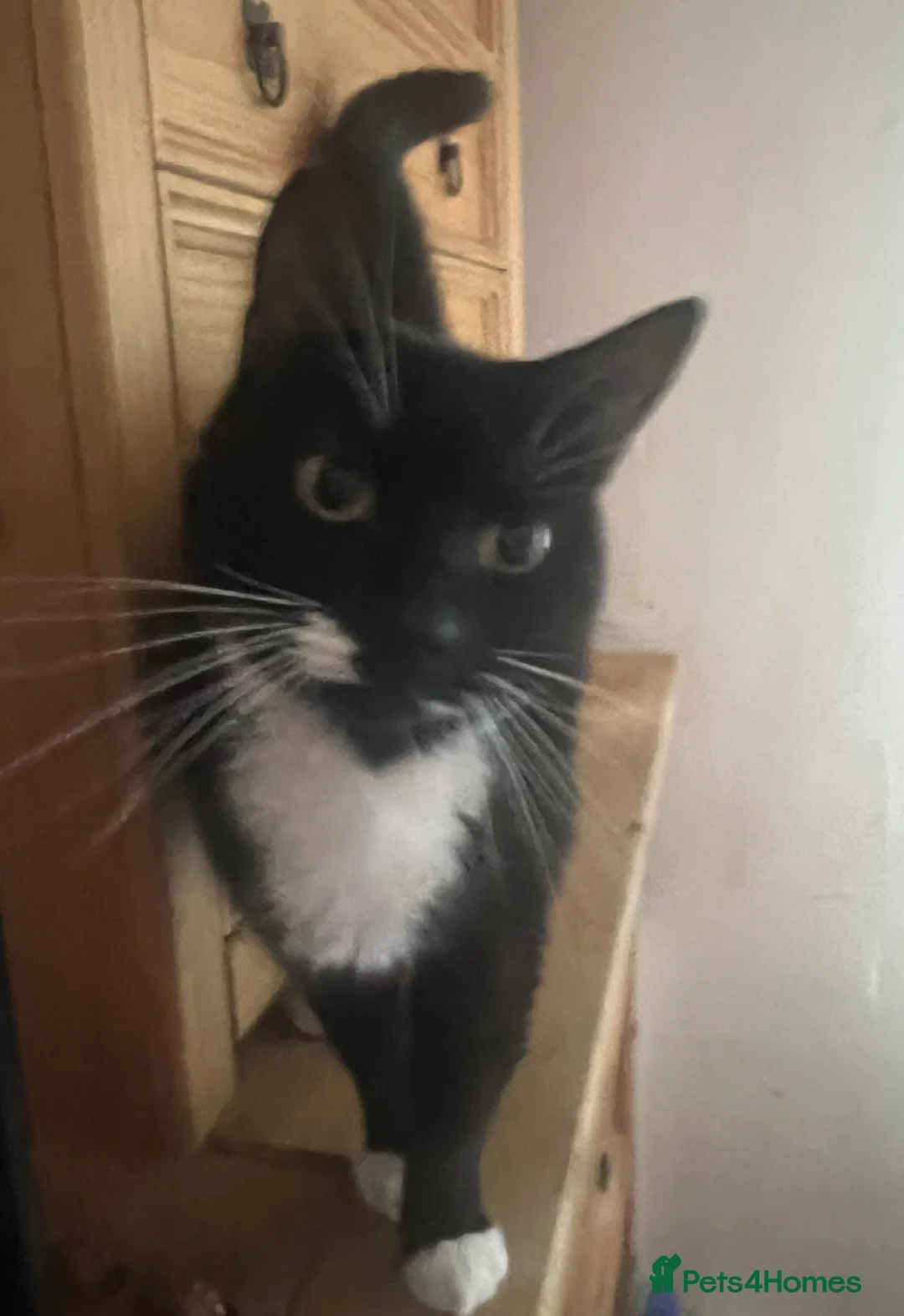 Mixed Breed cats for sale: We Adopt all cats and kittens 🤩 in Tewkesbury - Advert 2