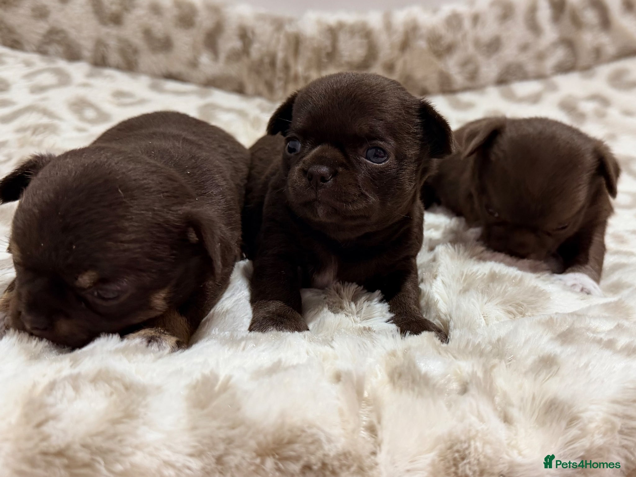 Chihuahua dogs for sale: ✨Adorable short haired females chihuahua✨ - Advert 1