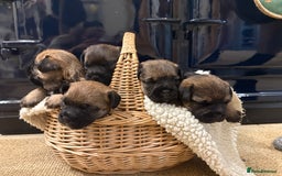 Border Terrier dogs for sale: Gorgeous Border Terrier Puppies looking for homes - Image 1