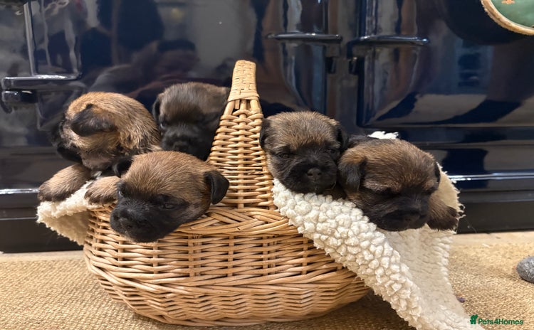 Border Terrier dogs - Advert 1