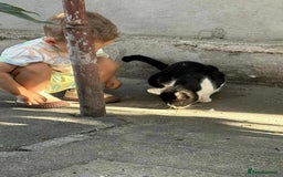 Mixed Breed cats for adoption: ☕ Moca ☕ is looking for her family!  - Image 8