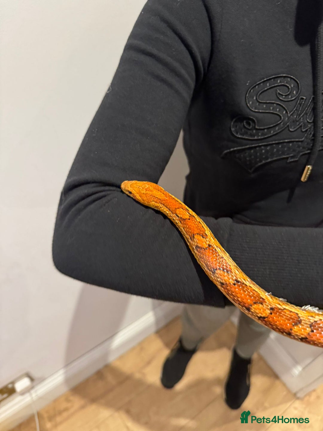 Corn Snake reptiles for sale: Beautiful, friendly corn snake and 6ft set up - Advert 1