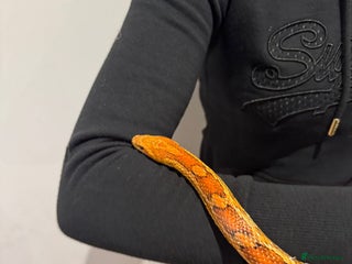 Corn Snake reptiles Beautiful, friendly corn snake and 6ft set up - Advert 3