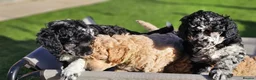 Miniature Poodle dogs for sale: 6 weeks old F1b Moyen Poodle  - Advert 33