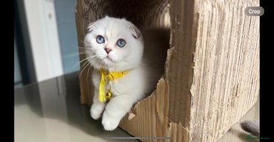 Scottish Fold cats - Advert 16