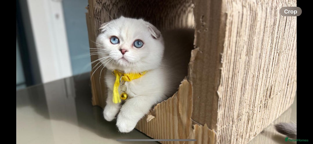 Scottish Fold cats for sale: Beautiful TICA Registered Scottish Girl Kittens - Image 2