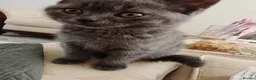 British Shorthair cats for sale: British shorthair kittens females  - Advert 5