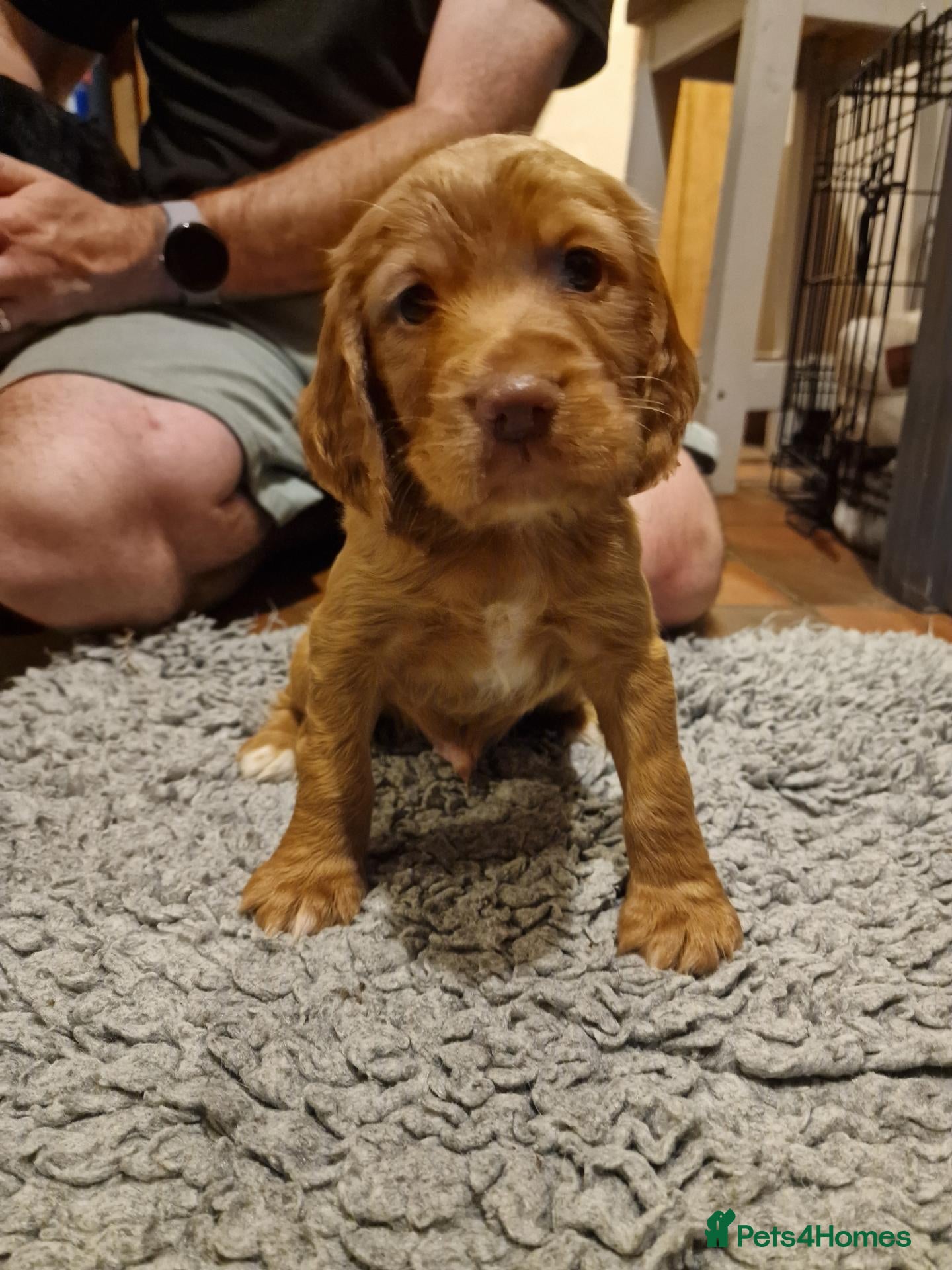Cocker Spaniel dogs Chunky cocker spaniel puppies - Advert 2