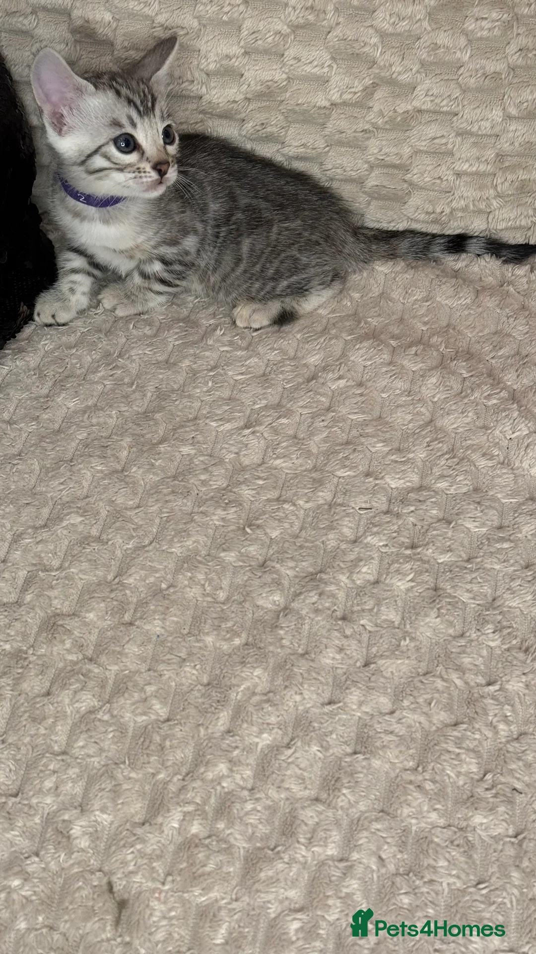 Bengal cats for sale: Pure Bengal kittens for sale just 2 boys left.  - Advert 29