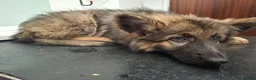 German Shepherd dogs for sale: Beautiful GSD puppies  - Advert 12