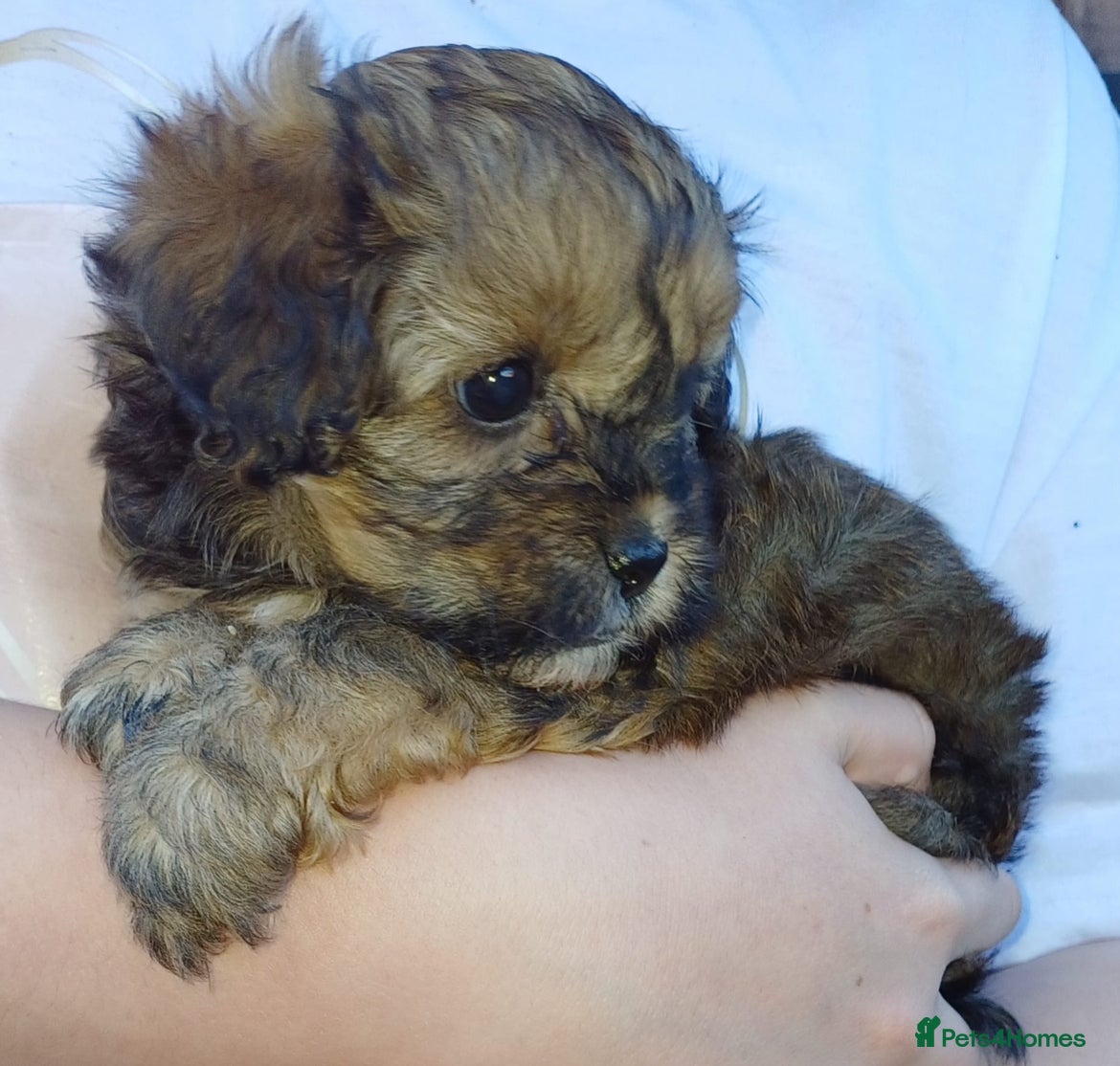 Cavapoo dogs   F1b Cavapoo READY 12th of February  - Advert 5