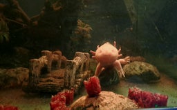 Axolotl reptiles for sale: Axolotls  - Image 33