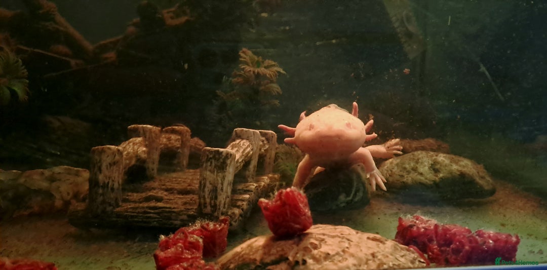 Axolotl reptiles for sale: Axolotls  - Image 33