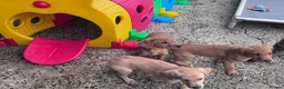 Labrador Retriever dogs for sale: Labrador puppies KC Fully health tested parents  - Advert 9