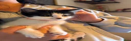 Mixed Breed cats for sale: A litter of beautiful kittens. - Advert 8