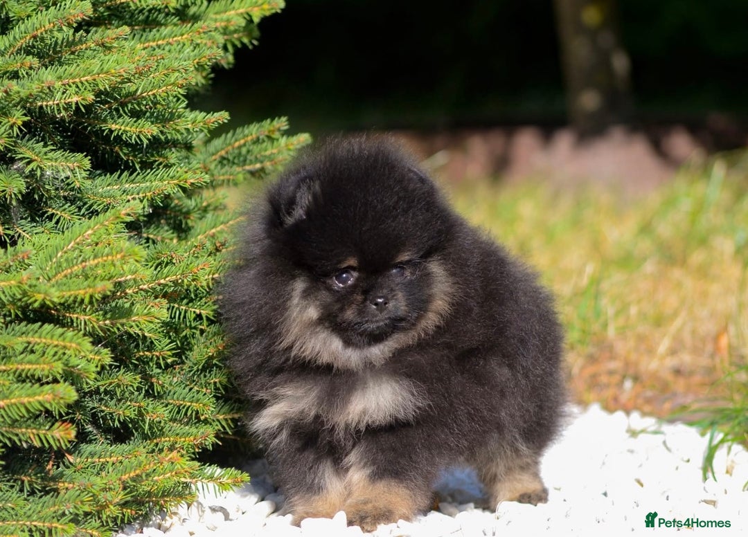 Pomeranian dogs for sale: Champion KC Russian/Taiwan tiny Pomaranian  - Image 8