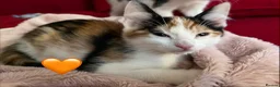 Mixed Breed cats for sale: 😻💚🩵💙🧡💛😻 - Advert 9
