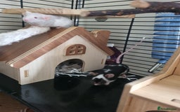 Mouse rodents for sale: Male mice - Image 4