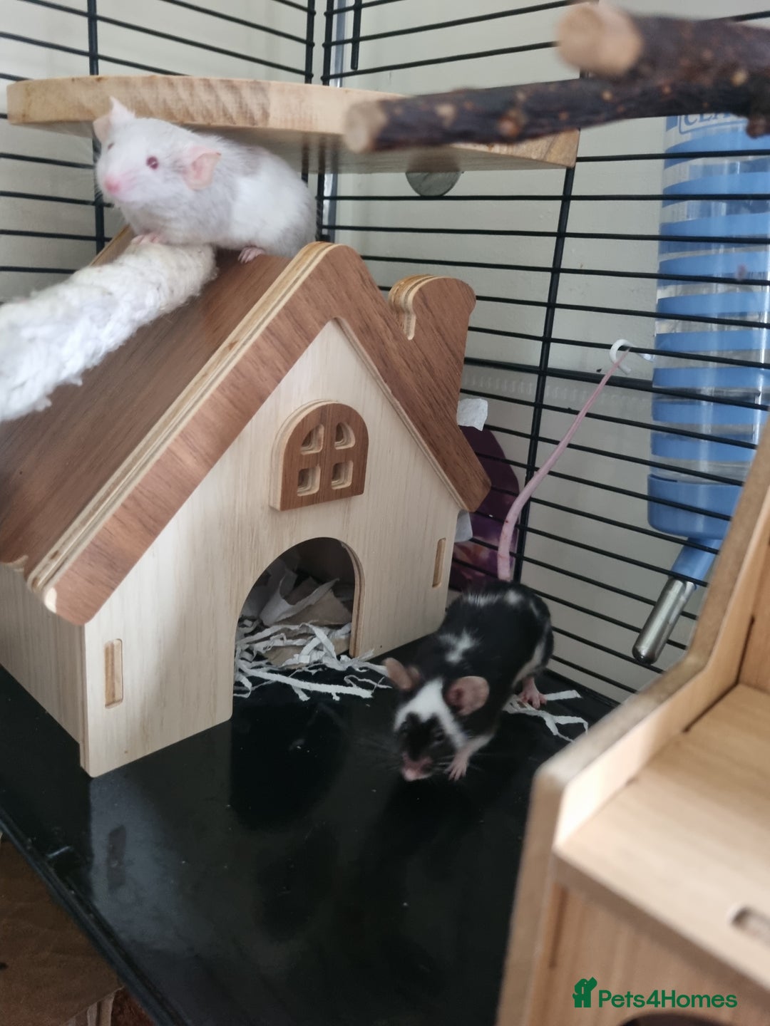 Mouse rodents for sale: Male mice - Image 4