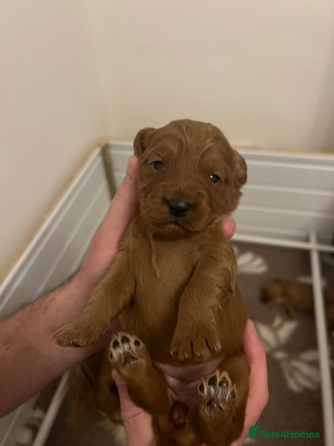 Cockapoo dogs for sale: F1 Cockapoo puppies from health tested parents  - Advert 6