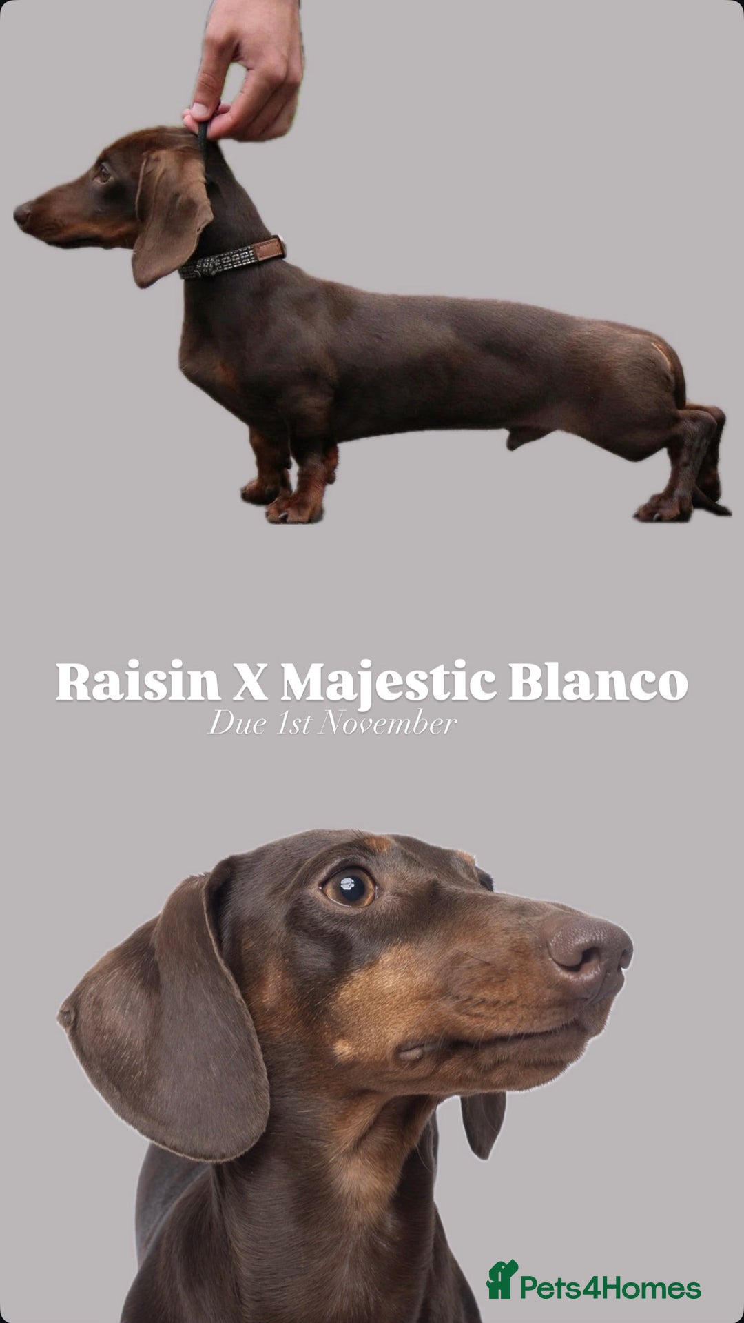 Miniature Dachshund dogs for sale: True Miniature Dachshund Puppies - Advert 24