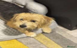 Yorkshire Terrier dogs for adoption: Sweet Daisy looking for LOVE  - Image 2