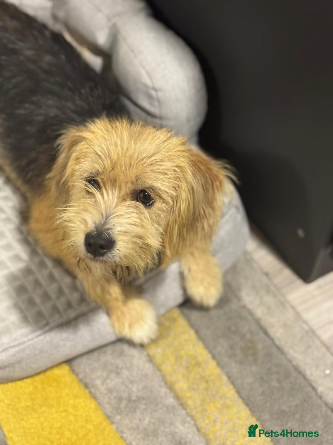 Yorkshire Terrier dogs for adoption: Sweet Daisy looking for LOVE  - Image 2