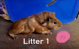 Guinea Pig rodents for sale: Baby Guinea Pigs For Sale - Image 4