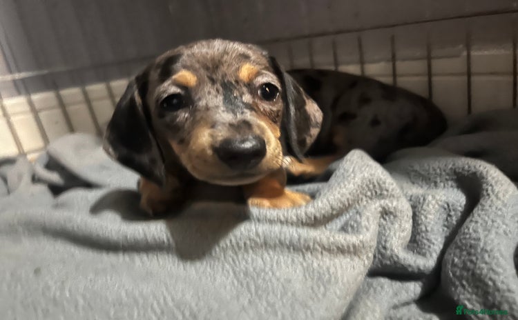 Dachshund dogs - Advert 1