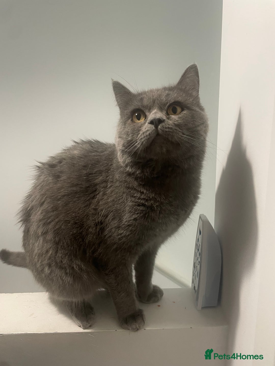 British Shorthair cats for stud: Male grey British shorthair “Rex”  - Image 3