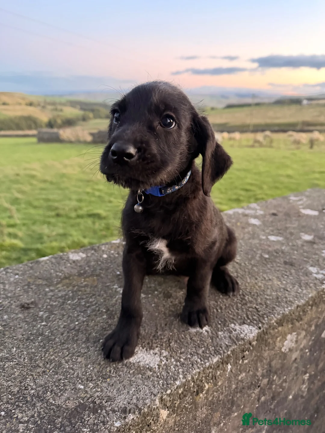 Great Danoodle dogs for sale: Extremely rare greatdoodles ready now  - Advert 1