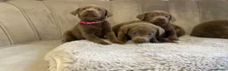 Labrador Retriever dogs for sale: Stunning silver Labradors ready now  - Advert 20