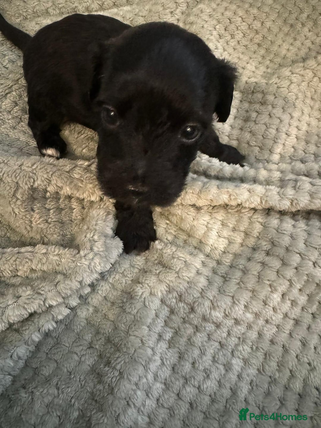 Yorkiepoo dogs for sale: Yorkiepoo puppies  - Advert 4