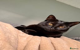 British Shorthair cats for sale: Black cat for sale  - Image 2